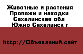 Животные и растения Пропажи и находки. Сахалинская обл.,Южно-Сахалинск г.